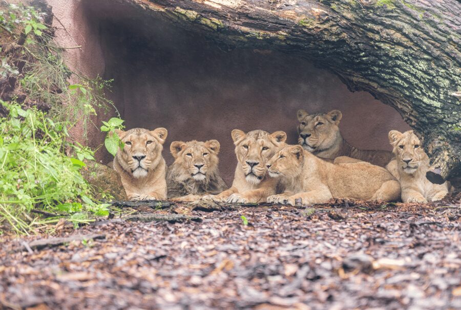 1-day ticket for Schwerin Zoo - A zoo day between Schwerin’s lakes and forest