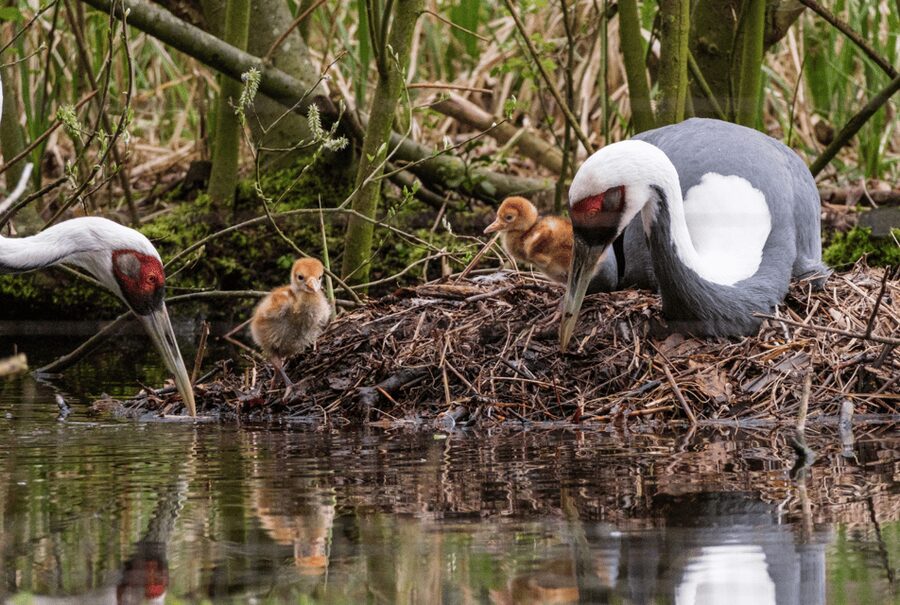 1-day ticket for Schwerin Zoo - How long should you plan?