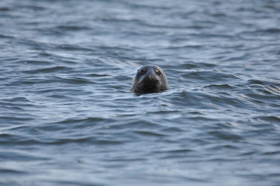 Baabe on Rügen: Seal-Spotting Cruise in the Baltic - Key points before you book