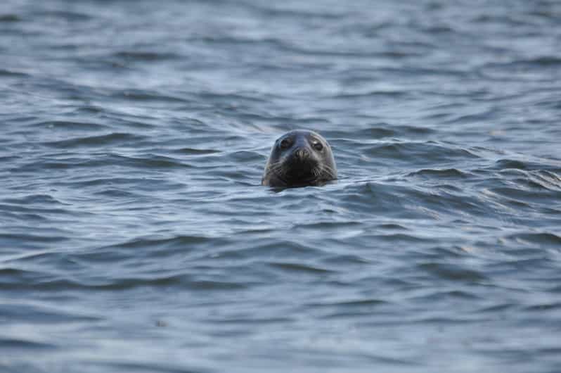 Baabe on Rügen: Seal-Spotting Cruise in the Baltic - Sailing out of Baabe toward the seal grounds