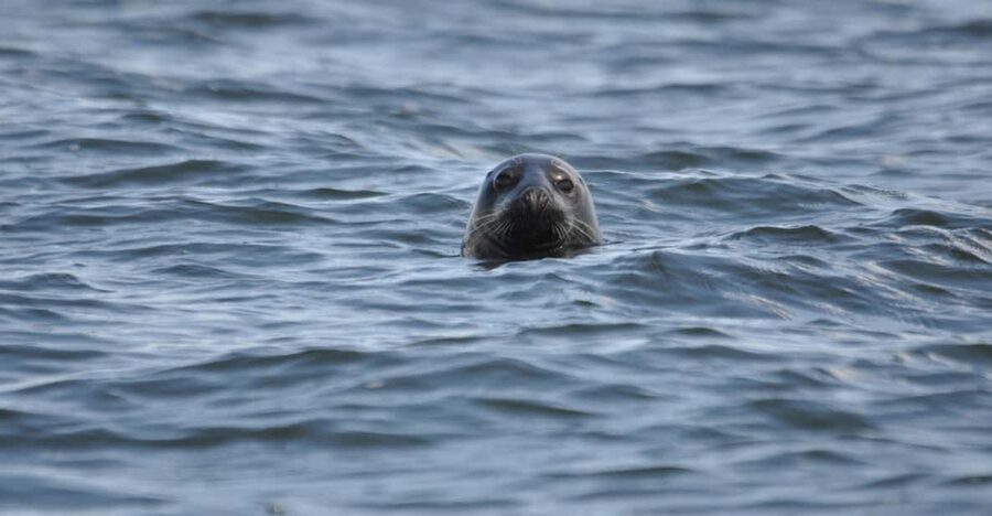 Baabe on Rügen: Seal-Spotting Cruise in the Baltic - Searching the Greifswalder Bodden and Baltic coast