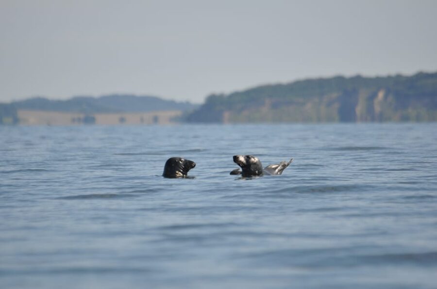 Baabe on Rügen: Seal-Spotting Cruise in the Baltic - Understanding the Großer Stubber