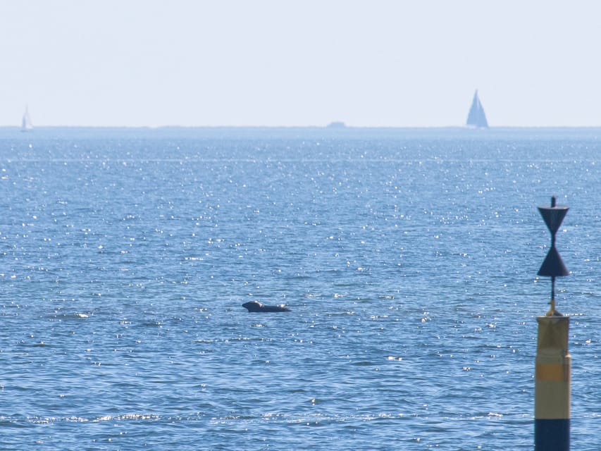 Baabe on Rügen: Seal-Spotting Cruise in the Baltic - The return to Baabe and the value of the 2.5-hour format