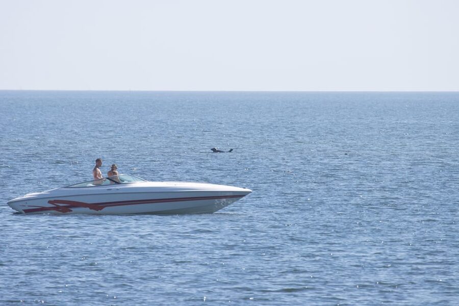 Baabe on Rügen: Seal-Spotting Cruise in the Baltic - Practical tips for making the most of the search