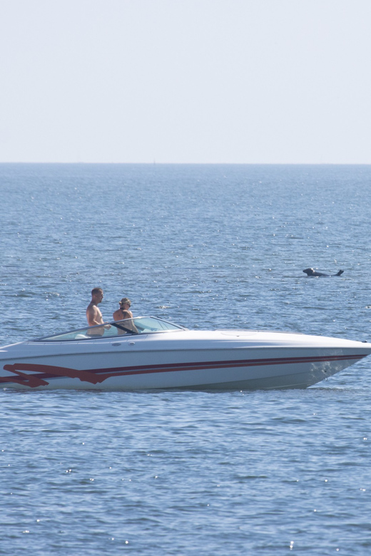 Baabe on Rügen: Seal-Spotting Cruise in the Baltic - What the biologist adds to the cruise