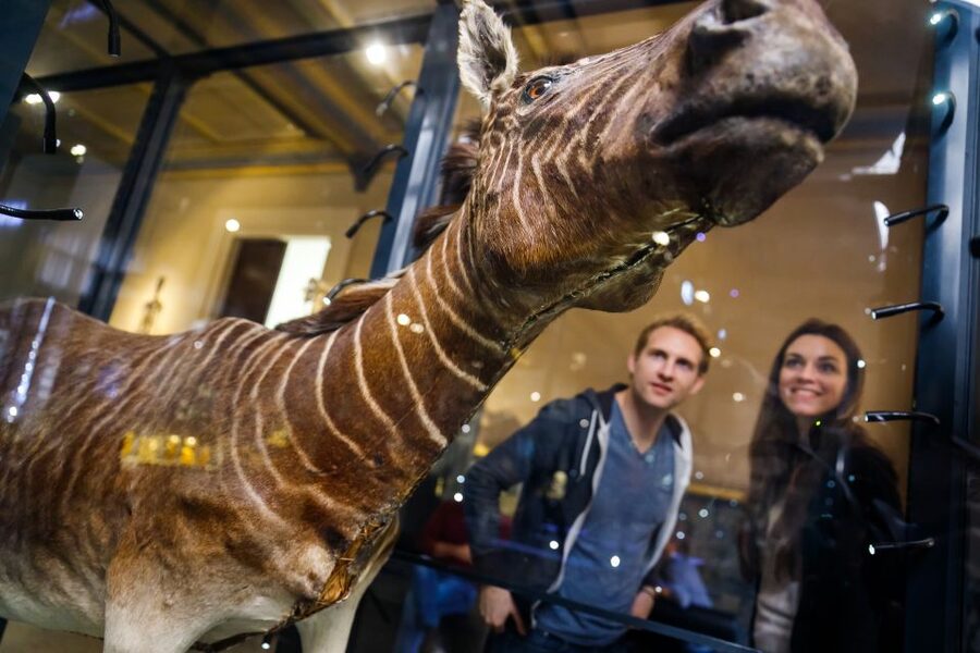 Berlin: Natural History Museum Entrance Ticket - How long should you spend here?