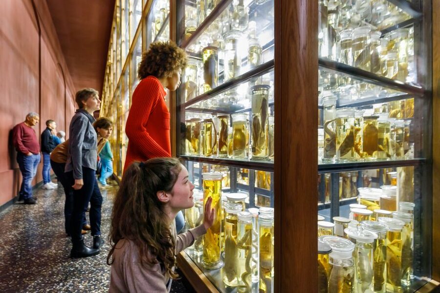 Berlin: Natural History Museum Entrance Ticket - Audio help, labels, and language limits