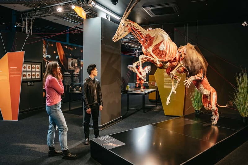 Berlin: Tickets for the BODY WORLDS Museum in Berlin - Follow food through the digestive system