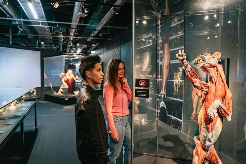 Berlin: Tickets for the BODY WORLDS Museum in Berlin - See pregnancy and the development of an embryo