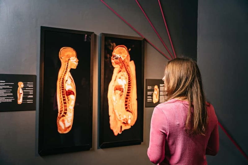 Berlin: Tickets for the BODY WORLDS Museum in Berlin - Trace the cardiovascular and respiratory systems