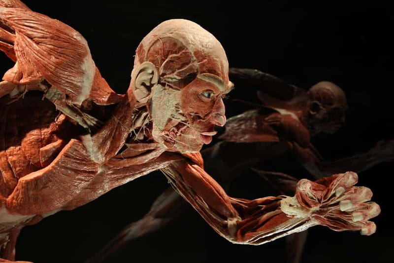 Berlin: Tickets for the BODY WORLDS Museum in Berlin - How long should you spend inside?