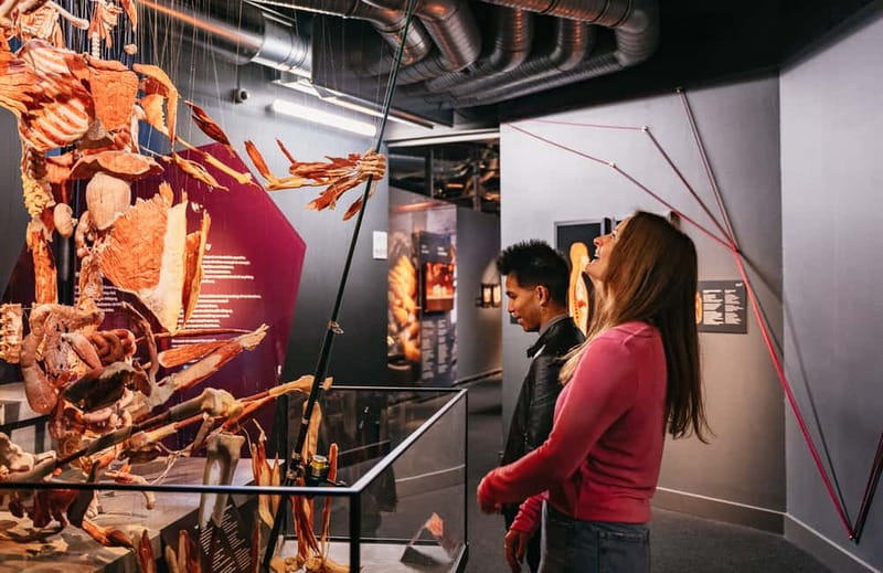 Berlin: Tickets for the BODY WORLDS Museum in Berlin - Is the $22 ticket good value?
