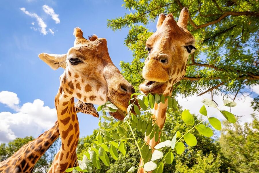 Berlin: Tickets for the Tierpark in East Berlin - Key points at a glance