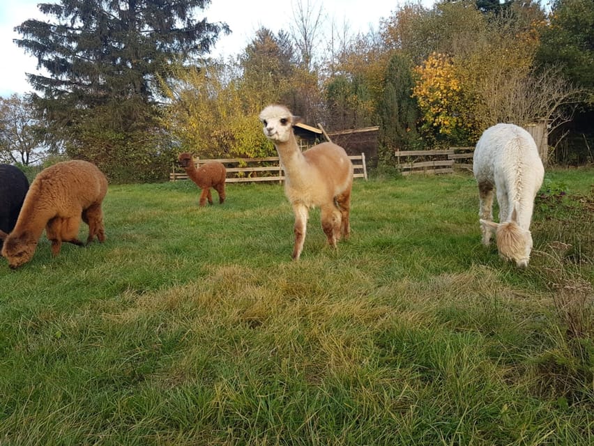 Braunschweig: Alpaca Trekking Tour - Key points to know before booking