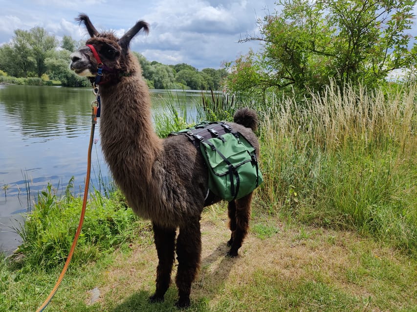Braunschweig: Alpaca Trekking Tour - Who will enjoy this most