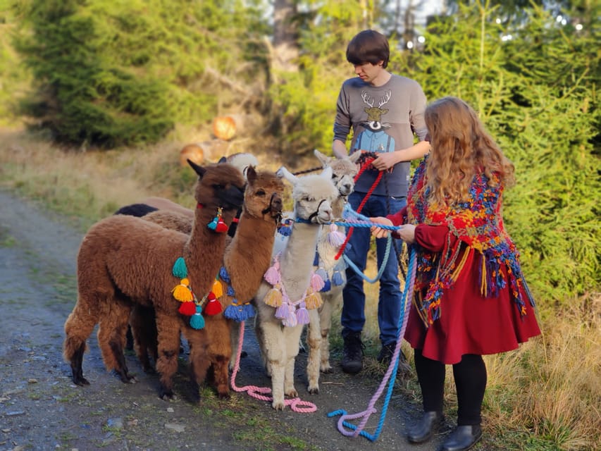 Braunschweig: Alpaca Trekking Tour - Seventy-five minutes on the trail