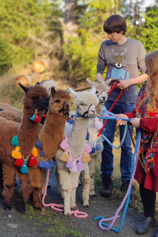 Braunschweig: Alpaca Trekking Tour - Photo time with Pepe, Marshmallow, and the herd