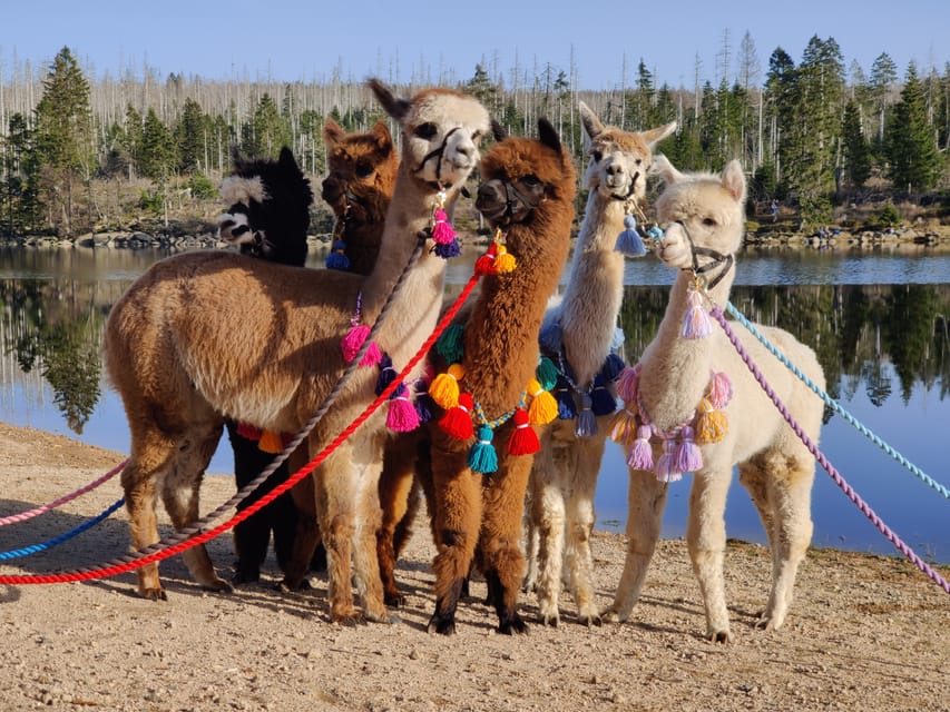 Braunschweig: Alpaca Trekking Tour - Practical details that affect your choice