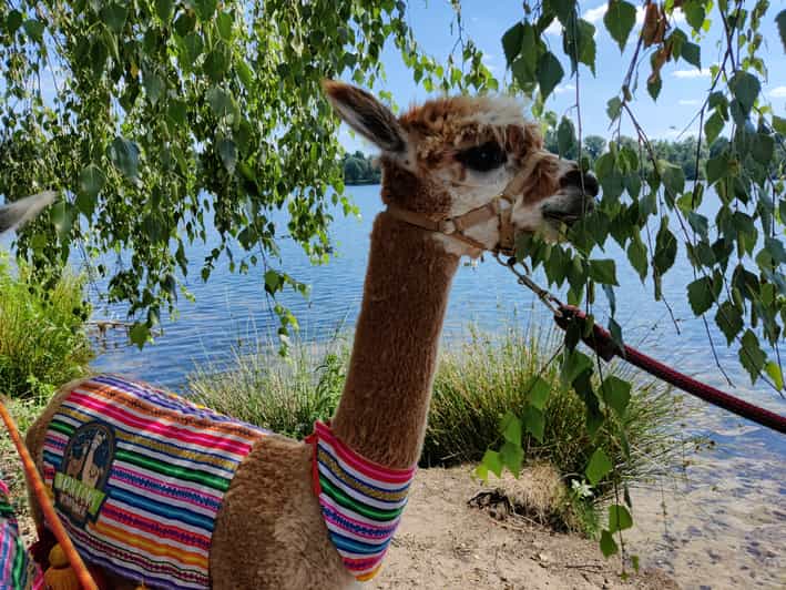 Braunschweig: Alpaca Trekking Tour - The five-minute safety briefing