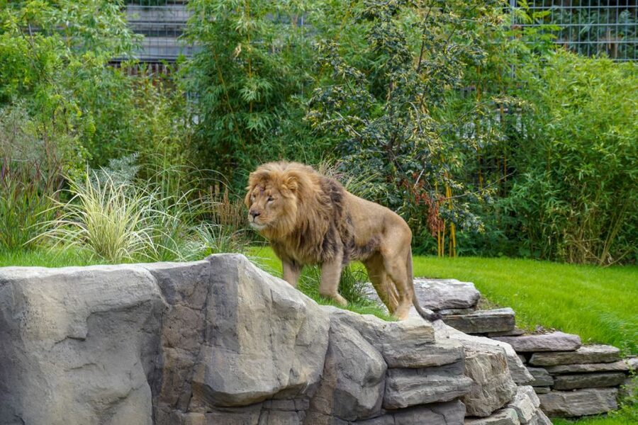 Cologne: Cologne Zoo and Aquarium Entry Ticket - Clemenshof offers a break from exotic animals