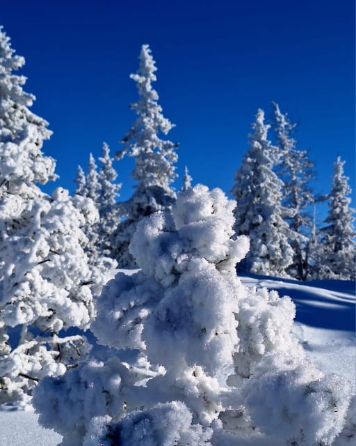 Ehrwald: Zugspitze Snowshoe Hiking Tour with Mountain Views - How the route works for families and mixed abilities