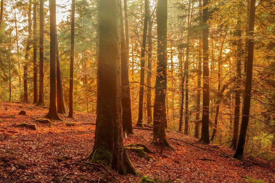Frankfurt: Baden-Baden, Black Forest, Strasbourg Guided Tour - Who will enjoy this itinerary most