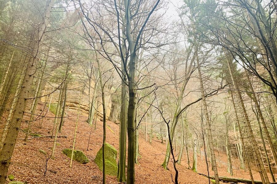From Prague: Bohemian and Saxon Switzerland Full-Day Tour - Lunch at a Czech restaurant