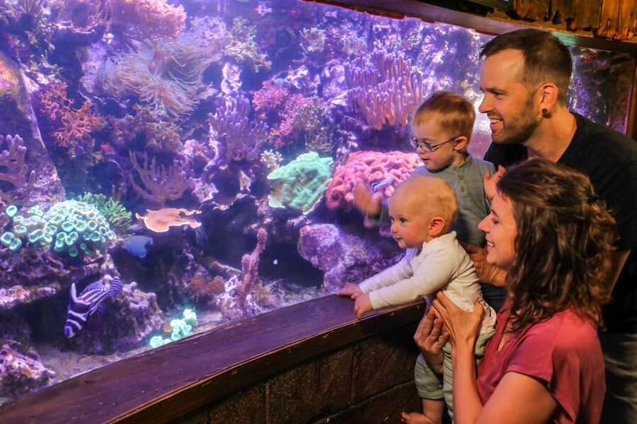 Hanover: SEA LIFE Entry Ticket - Key points to know before you go