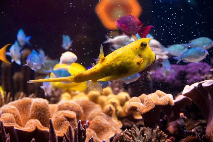Hanover: SEA LIFE Entry Ticket - From the Leine River to the open sea