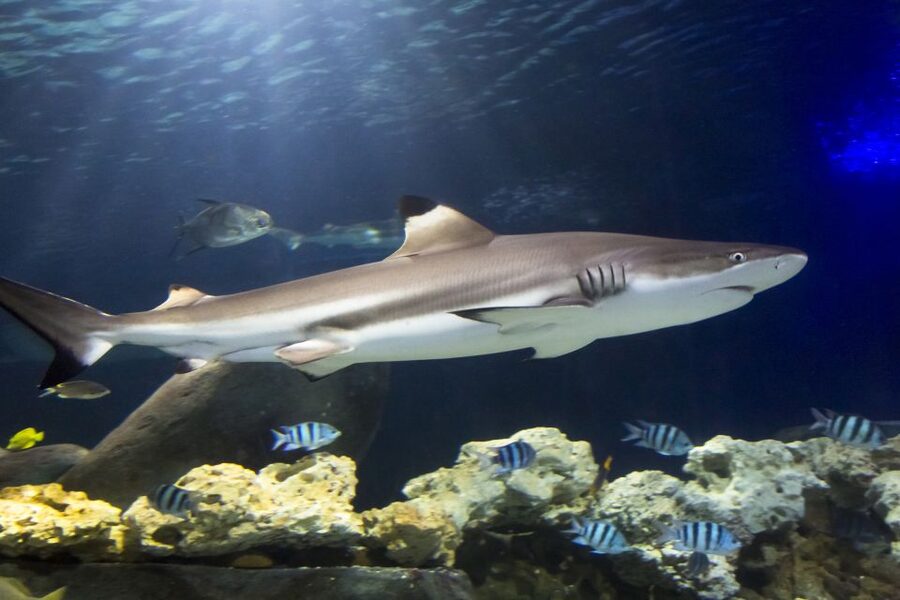 Hanover: SEA LIFE Entry Ticket - A tropical greenhouse with a Cuban crocodile