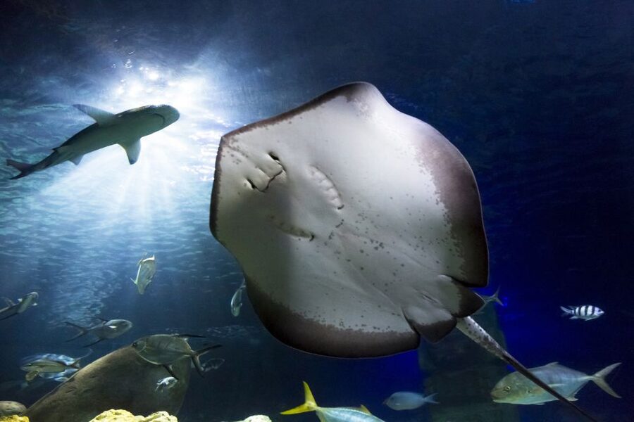 Hanover: SEA LIFE Entry Ticket - How long should you plan to stay?