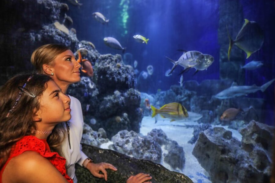 Hanover: SEA LIFE Entry Ticket - The shark tunnel is the main visual reward