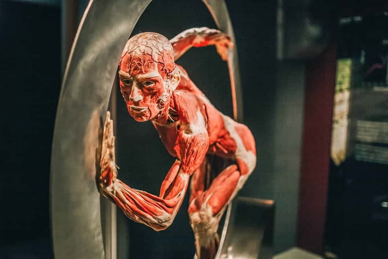 Heidelberg: BODY WORLDS Museum Entry Ticket - The Permanent Collection and Its Plastinates