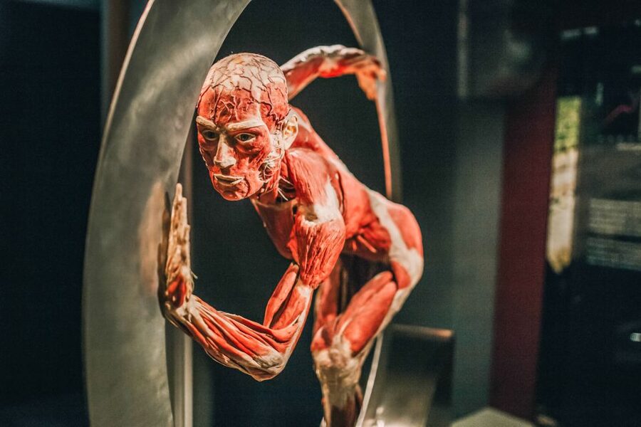 Heidelberg: BODY WORLDS Museum Entry Ticket - Getting to Altes Hallenbad in Heidelberg