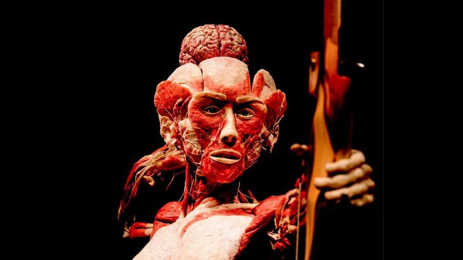 Heidelberg: BODY WORLDS Museum Entry Ticket - Audio, Lockers, and What to Bring