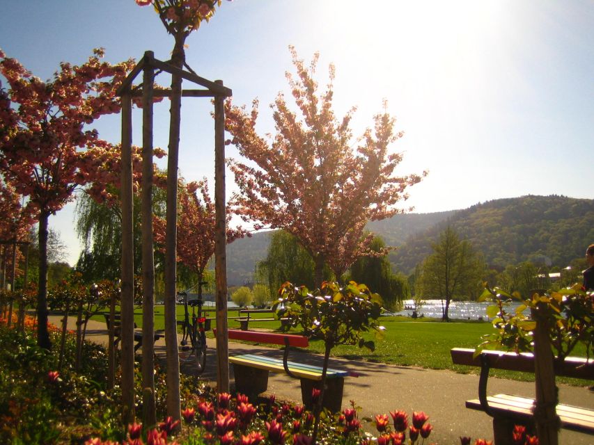 Heidelberg: Guided Bike Tour - Bergfriedhof as a quieter stop
