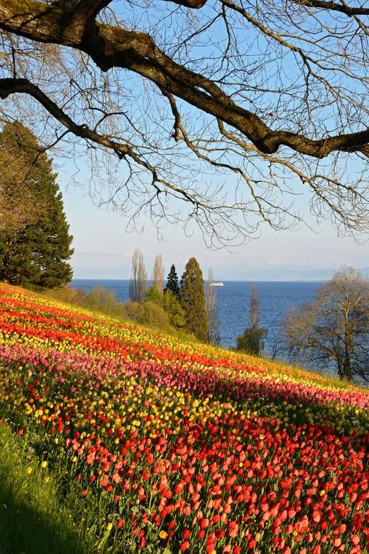 Konstanz: Mainau Island Entry Ticket - What a day on Mainau Island feels like