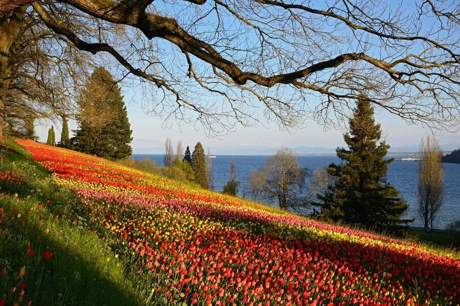 Konstanz: Mainau Island Entry Ticket - Is $15 a fair price?
