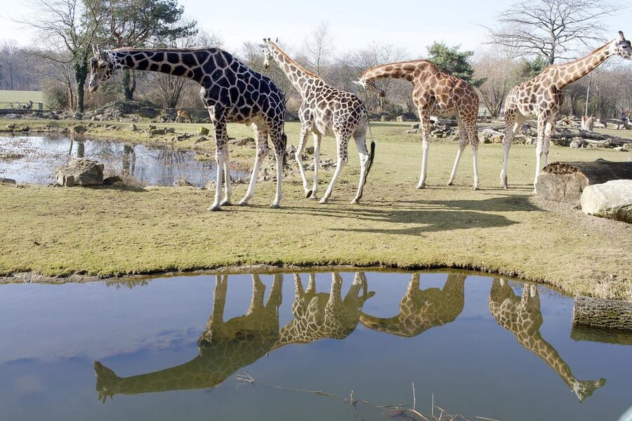 Leipzig Zoo: Entry Ticket - Pongoland brings four great apes together