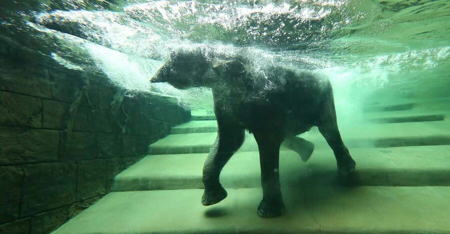 Leipzig Zoo: Entry Ticket - The Asian habitat and the underwater elephant view