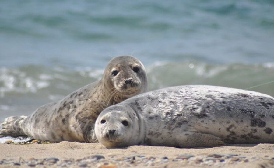 List/Sylt: Guided Seal-Watching Cruise on a Rustic Boat - A Fishing Boat, Not a Polished Sightseeing Ferry