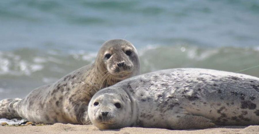 List/Sylt: Guided Seal-Watching Cruise on a Rustic Boat - The Net Haul: Small Creatures, Clear Lessons