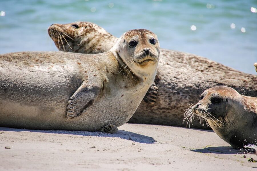 List/Sylt: Guided Seal-Watching Cruise on a Rustic Boat - Who Will Enjoy This Boat Trip Most?