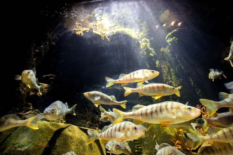 Munich: Day Ticket to Sea Life - Practical details for a smoother visit