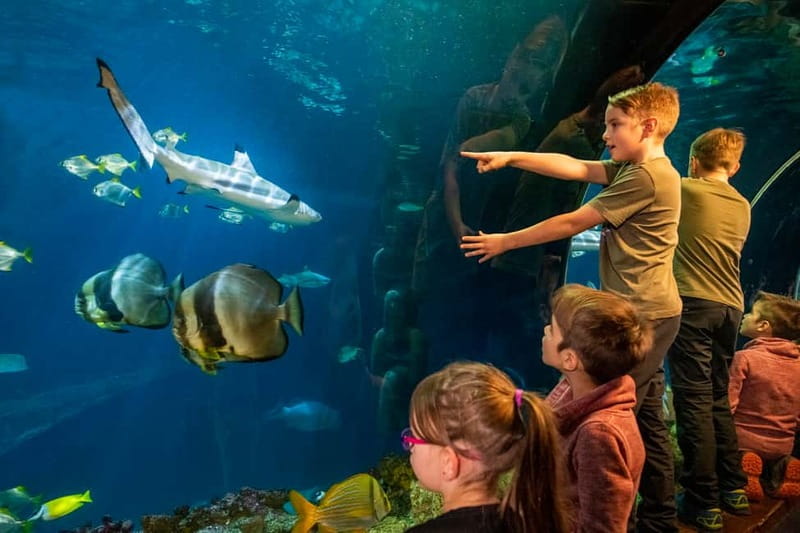 Munich: Day Ticket to Sea Life - Coral, seahorses, and the Mediterranean port