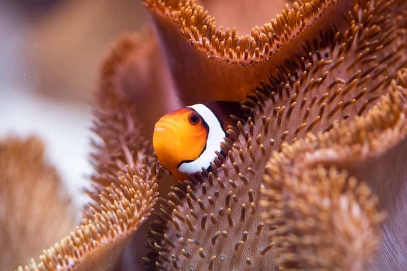 Munich: Day Ticket to Sea Life - The shark collection is the main event