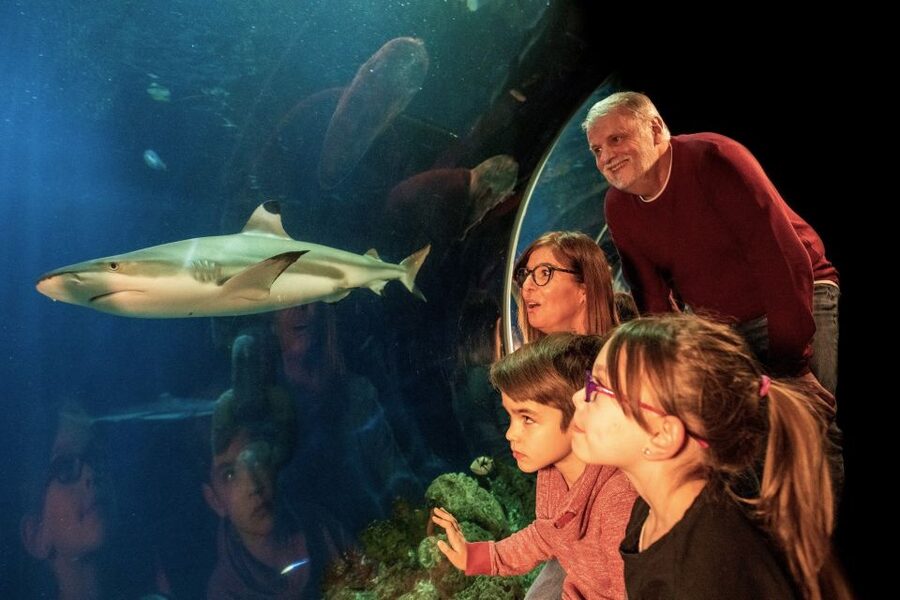 Oberhausen: LEGOLAND Discovery Centre and SEA LIFE Ticket - The shark nursery is the main SEA LIFE attraction