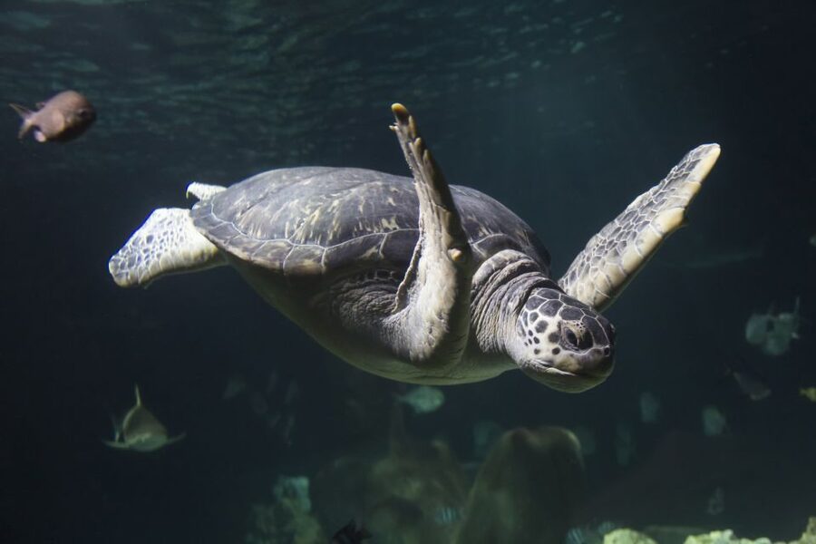 Oberhausen: SEA LIFE Oberhausen Entry Ticket - Who will enjoy SEA LIFE Oberhausen most?