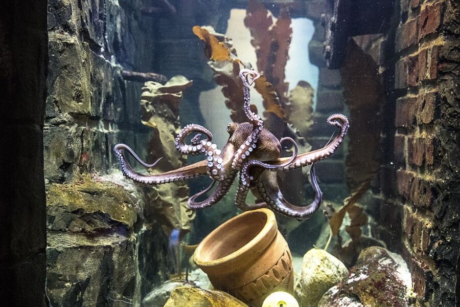 Oberhausen: SEA LIFE Oberhausen Entry Ticket - Turtles and the April Turtle Ranger event