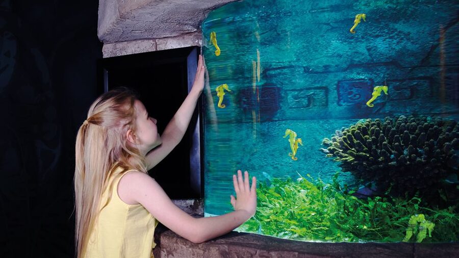 Oberhausen: SEA LIFE Oberhausen Entry Ticket - Feeding shows add useful structure
